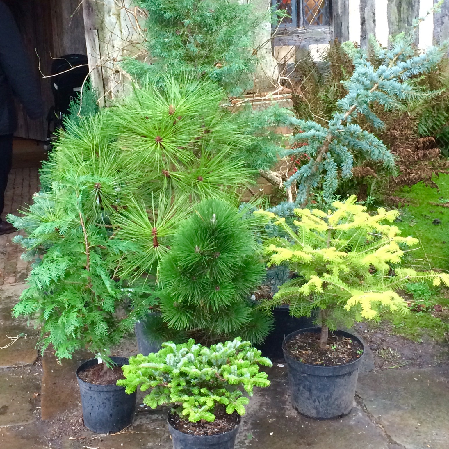Conifers in pots as garden Christmas decorations