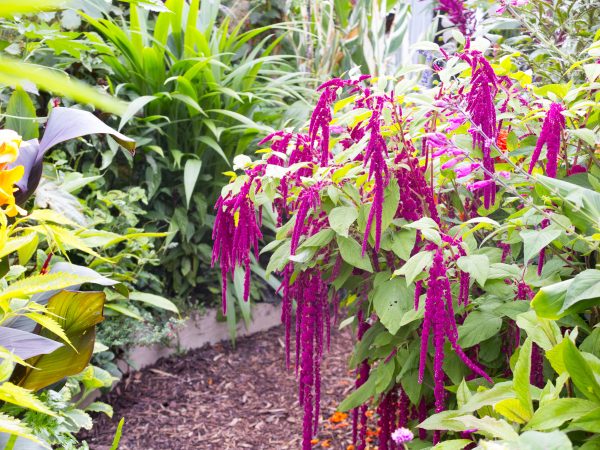 Amaranth is an easy-to-grow tropical plant