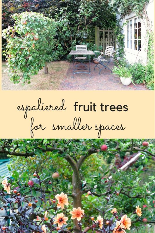How to grow espaliered fruit trees for your middle-sized garden