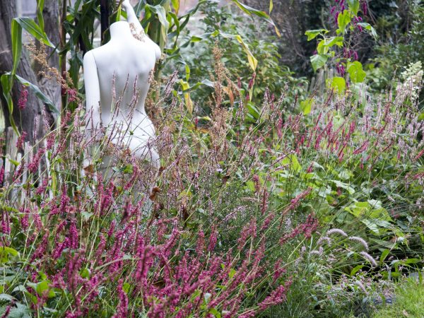 Persicaria grows well in shade