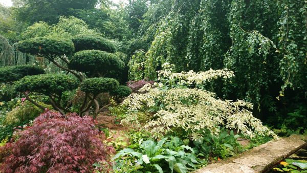 Use foliage shape and colour to define your garden