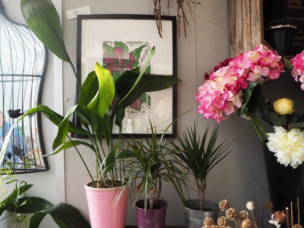 Jamie Butterworth's Top 5 House Plants