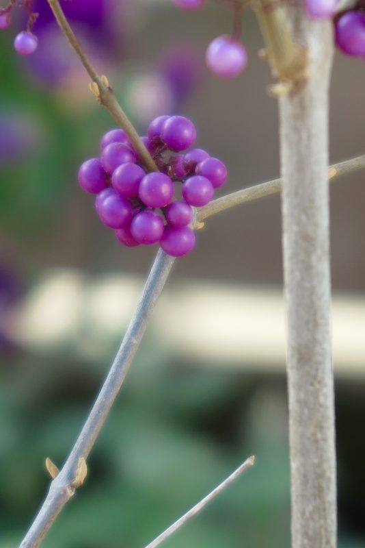 Callicarpa 'Profusion' for purple winter colour.