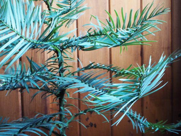 Wollemi pine and Kauri pine