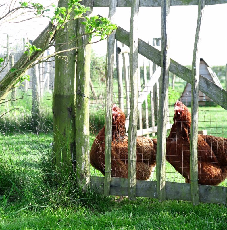 Check the local regulations for keeping hens