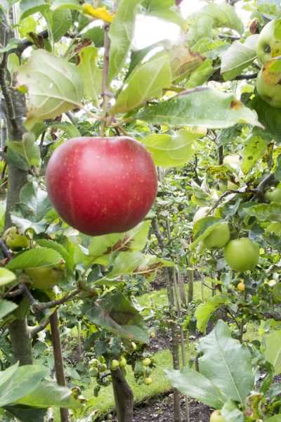 How to plant a mini orchard for a small garden