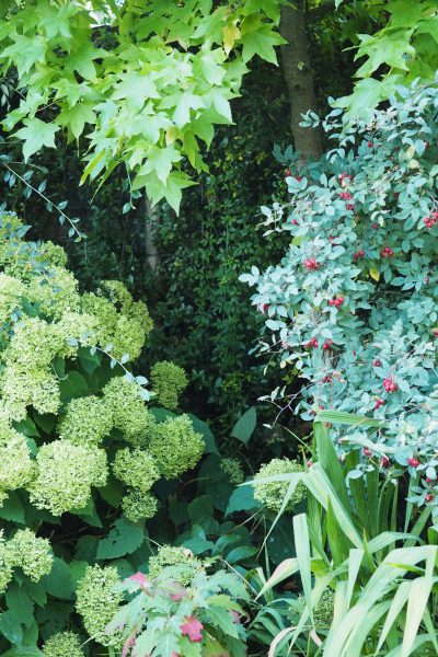 Plan your planting by starting with the foliage
