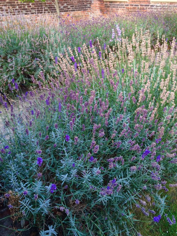 English lavender 