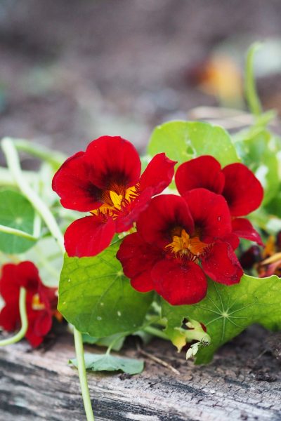 Plants that like poor soil thrive in parts of your garden where nutrients are low
