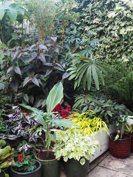 Plant-lovers' garden - Contrasting leaf shapes and colours 