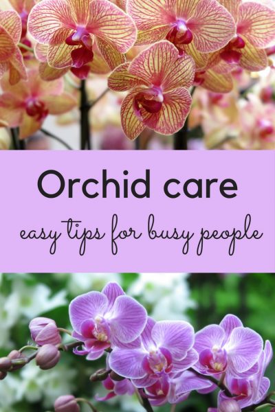 Easy tips for orchid care