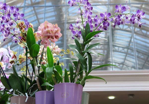 Orchids in pots - make sure you can lift the orchid out when watering so that it can drain properly