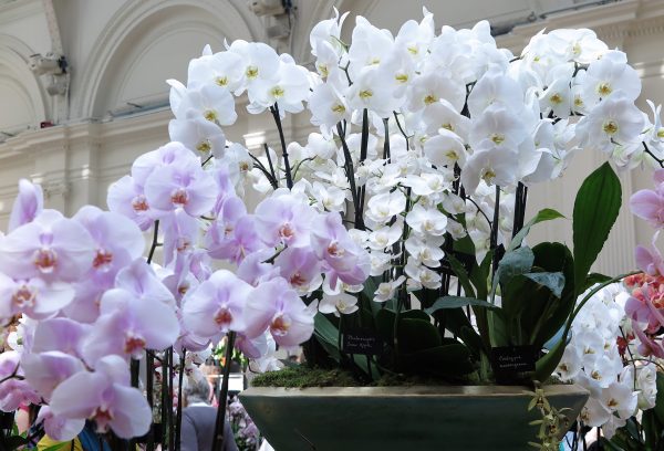 Fill a bowl with lots of white orchids