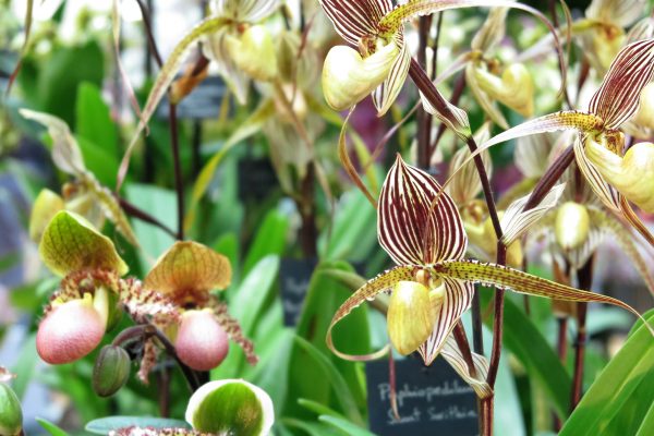 Slipper orchids work well in centrally heated homes
