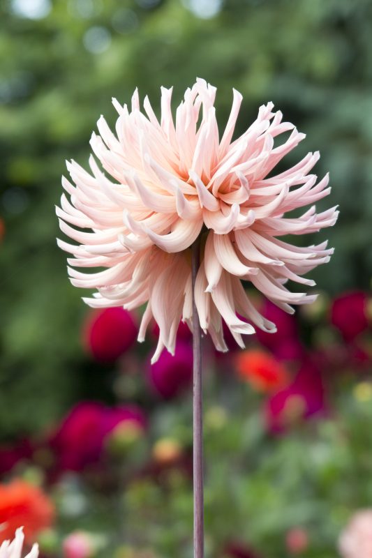 Don't dig up dahlias - Henriette has survived three years without being dug up.