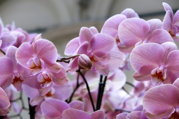 A phalaenopsis orchid flowers for weeks