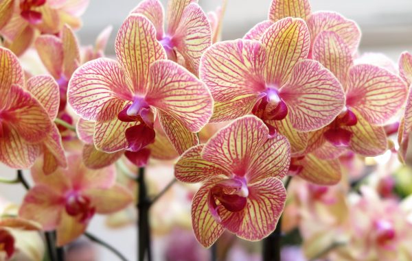 Phalaenopsis orchids are perfect for centrally heated homes