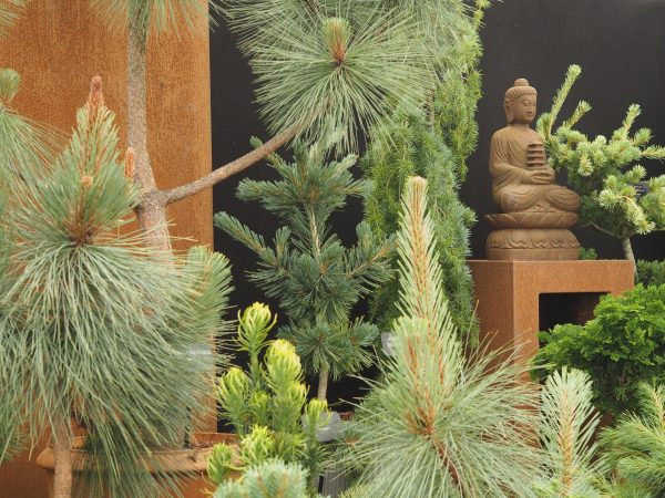 Grow pines in pots, then plant them out