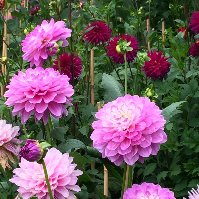 Tips for incorporating long lasting dahlias into your garden