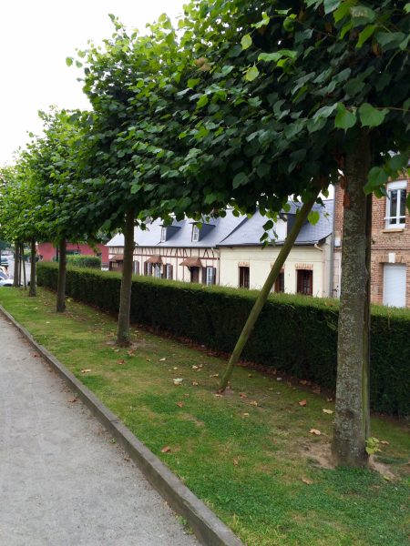 Hedges make streets less polluted