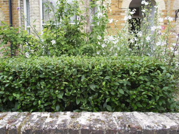 Hedges for front gardens