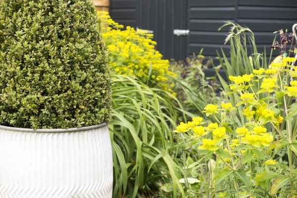 Evergreen plant ideas for garden pots