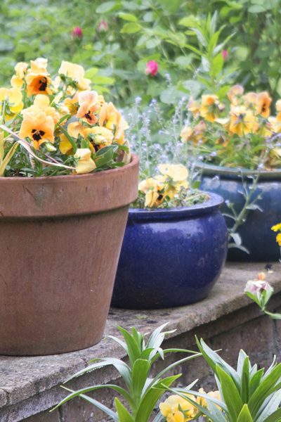 The Best Plants For Amazingly Low Maintenance Garden Pots