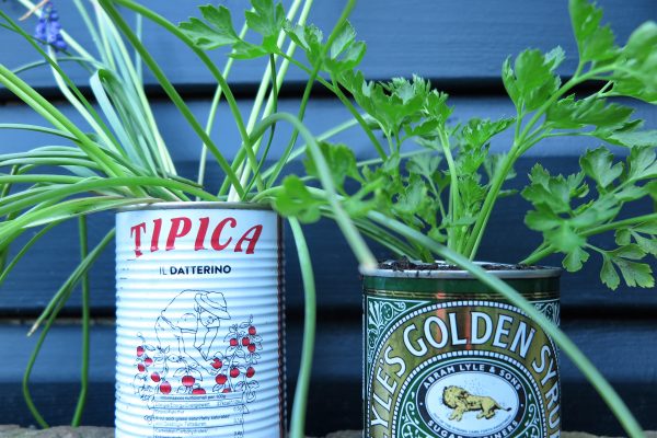 Recycle old tins to use as planters