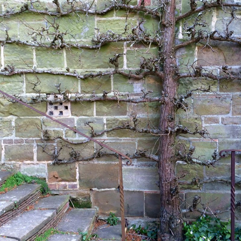 Espaliered pear tree looking smart at Great Dixter.