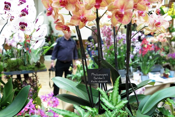 An introduction to orchids