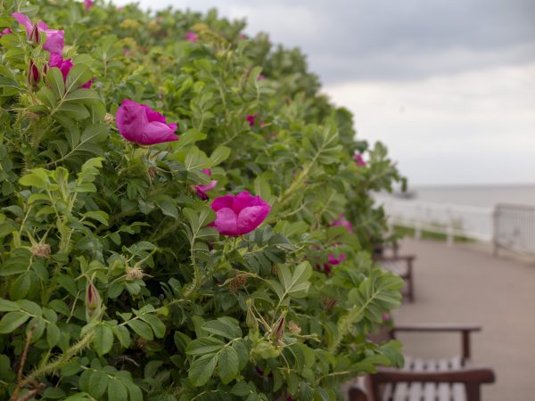 Rosa rugosa is good for exposed sites