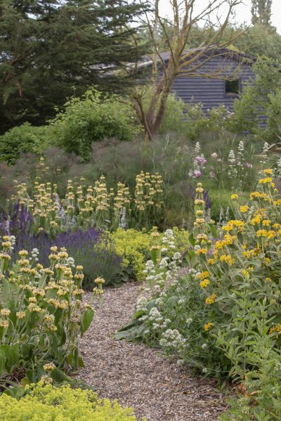 Plants which are fine in a windy garden will self-seed and spread