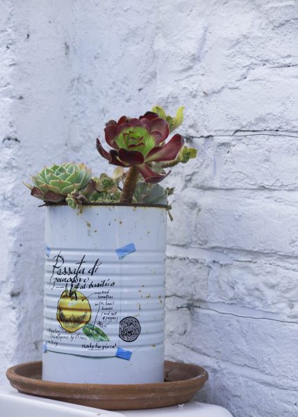 Use recycled tins for seaside pot planting