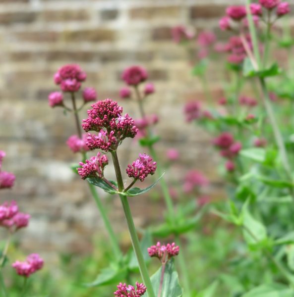 Red valerian is another garden flower-cum-weed