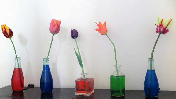 Recycle bottles as vases