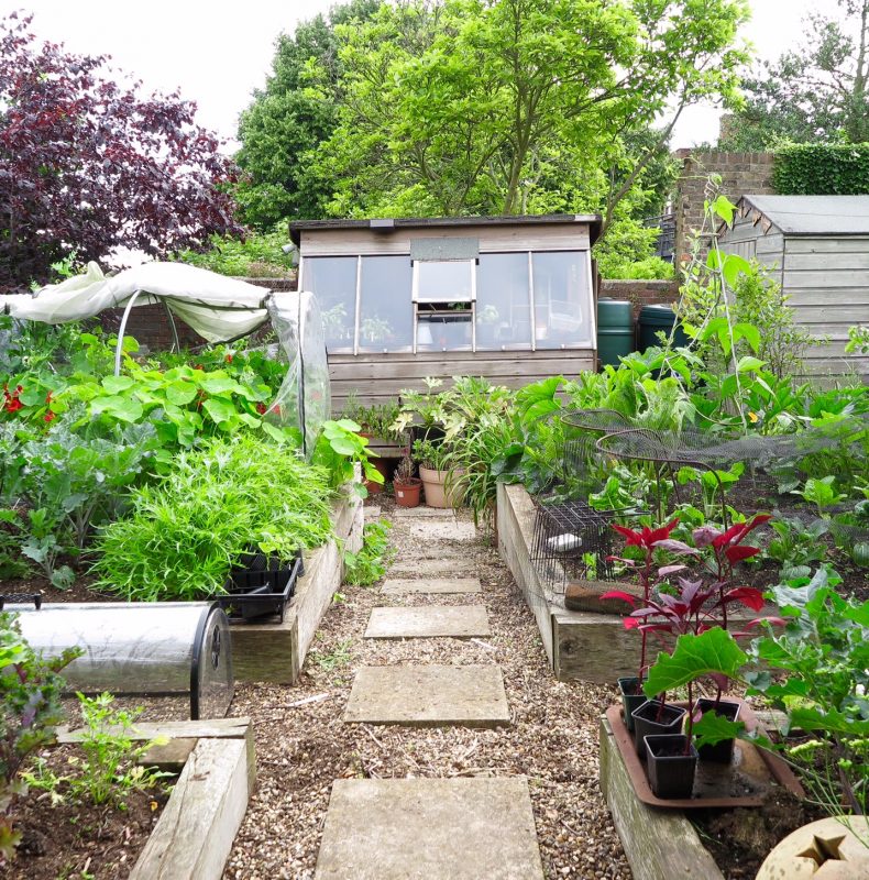 grow-your-own veggies in raised beds