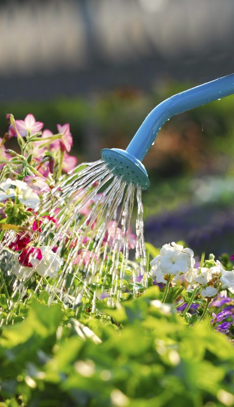 Fertilising your plants isn't difficult - it just means adding a liquid fertiliser such as Baby Bio Outdoor to your regular watering routine every 14 days. However, do be careful not to get water with fertiliser on leaves - make sure that you water the soil beneath the leaves instead.