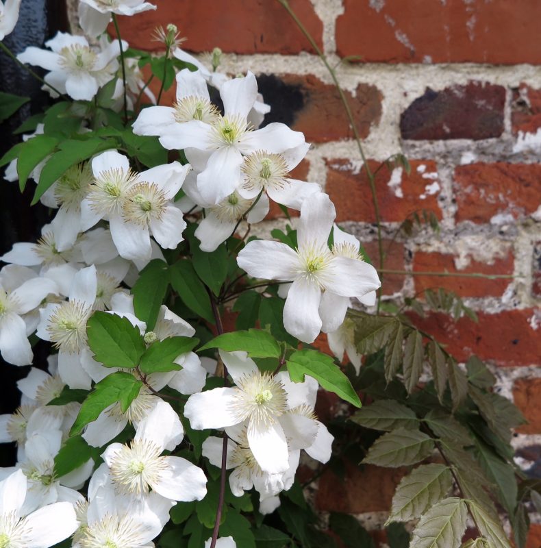 Pure white clematis