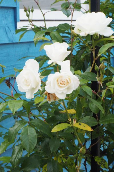 Choose climbing roses rather than rambling roses for a windy garden