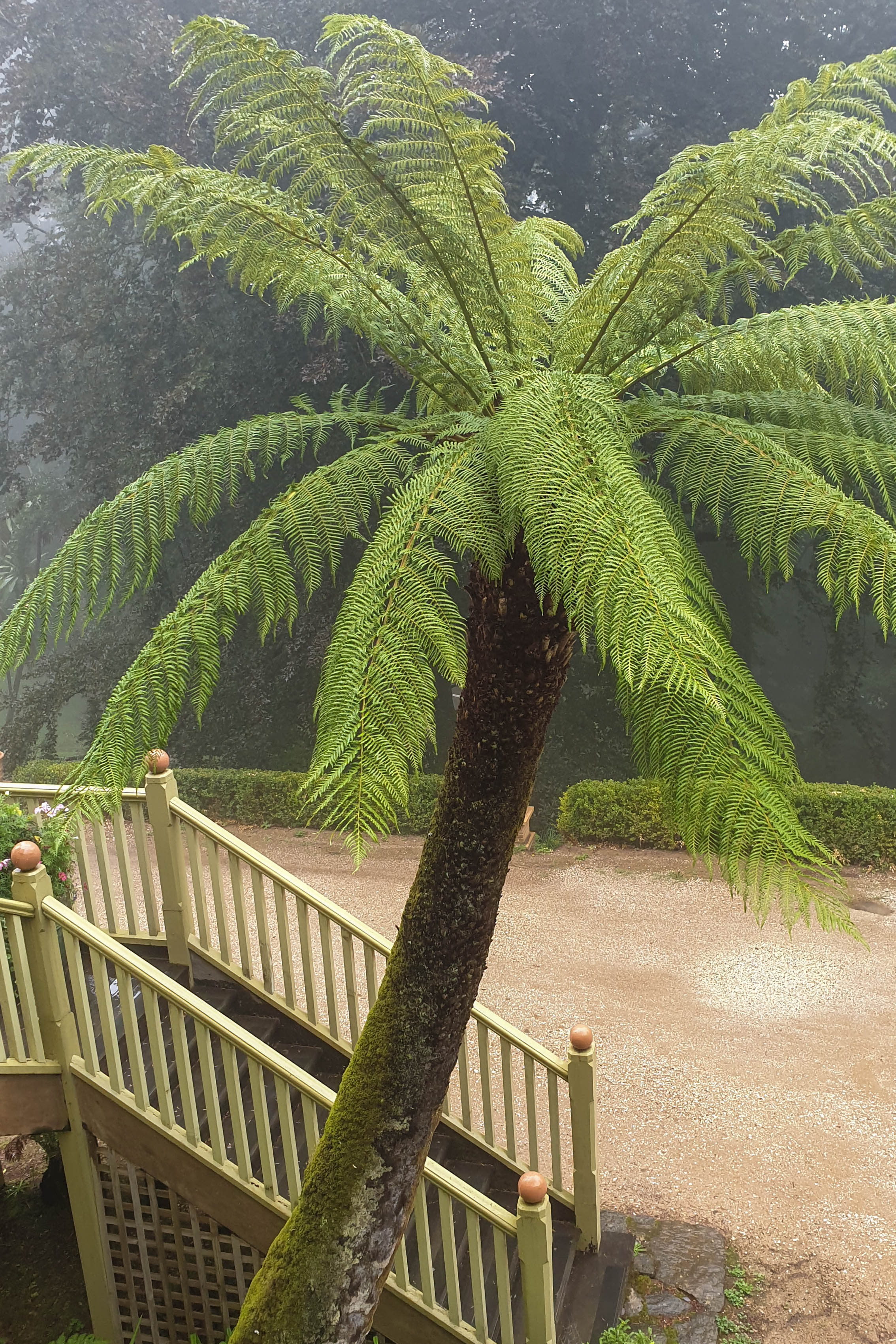 What you need to know about tree ferns for a cool climate   The ...