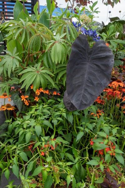 Indoor-outdoor plants