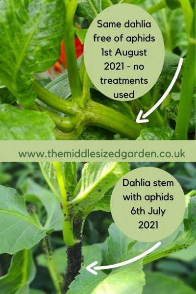 Get rid of aphids without using chemicals