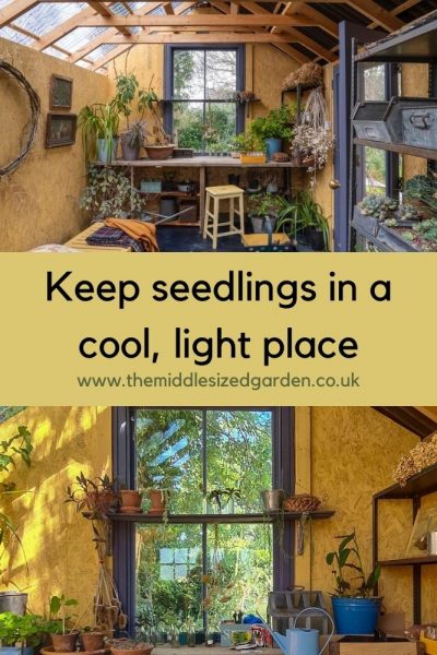 Keep seeds cool once they've germinated