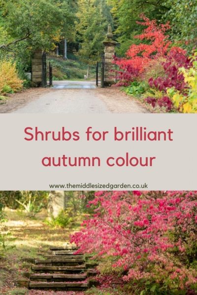 Shrubs for autumn colours