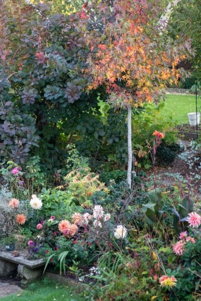 Autumn colours in my garden