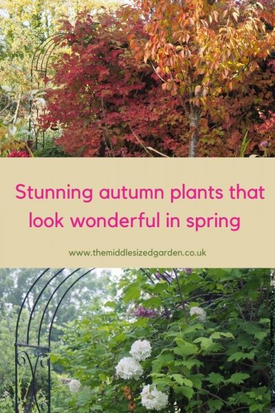 Viburnum opulus for spring and autumn