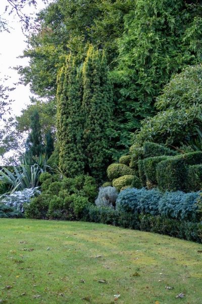 Create an evergreen garden border with shrubs and foliage contrast