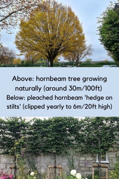 Pleach large trees like hornbeam to make them suitable for smaller gardens