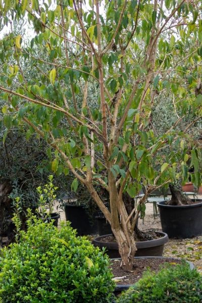 Heptacodium micinoides tree for small gardens