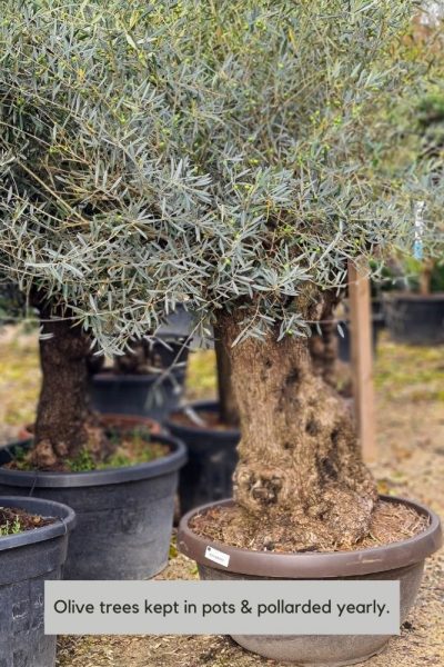 Grow olives in pots in sheltered gardens